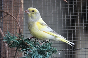 Mutation Grünfink  gesucht 