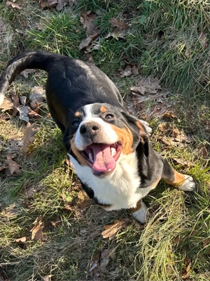 Appenzeller Entlebucher Sennenhund Mix Welpen