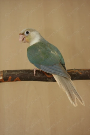 Grünwangen Rotschwanzsittiche (Molinasittiche) Bild 2