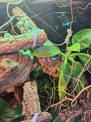 0.2 Kronenbasilisken zu Verkaufen 