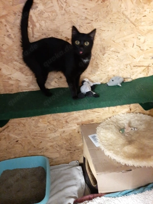 Schwarzes Kätzchen mit weißen Latz