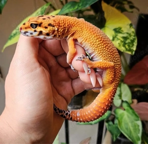 0.1 Leopardgecko Blood für Hamm