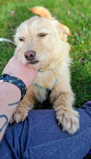 Elsbeth - kinderliebe Anfängerhündin 