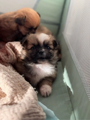 Auszugsbereit!  Pomchi-Welpen suchen liebevolles Zuhause  Bild 5