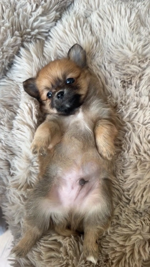 Zauberhafte Pomchi-Welpen suchen liebevolles Zuhause 