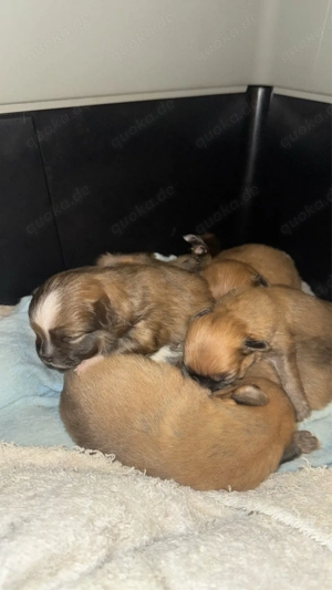 Auszugsbereit!  Pomchi-Welpen suchen liebevolles Zuhause  Bild 6