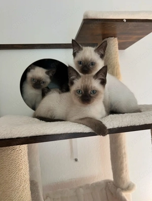 Siam katzen kinder abholbereit
