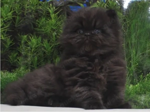 Reinrassige Perserbabys