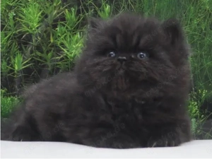 Reinrassige Perserbabys