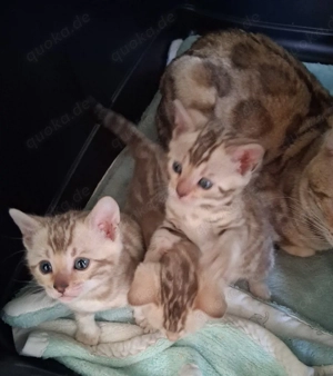 Bengal Babys