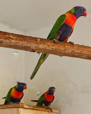 Gebe 0,1 Gebirgslori von 25 mit DNA und Herkunftsnachweis.