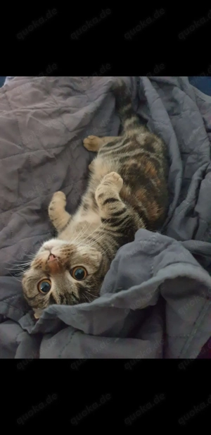 Keine Schutzgebühr .Wunderschöne Katzen Mutter und Tochter suchen gemeinsam ein liebevolles Zuhause