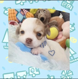 Langhaar Chihuahua Welpen mit Stammbaum 