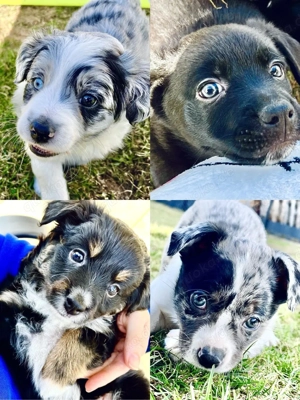 Therapiehundelinie Mini (Toy) Australian Shepherd Mix