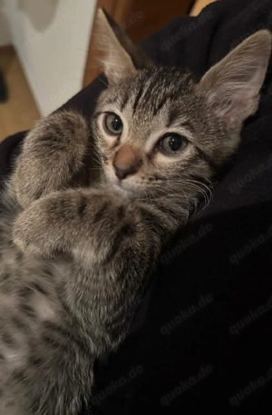 Bengal Siam Mix Kater sucht liebevolles Zuhause