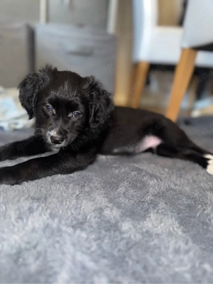 jack russell parson welpe 