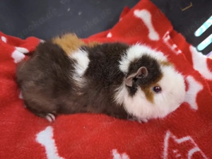 Weibliche Meerschweinchen Babys 