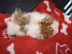 Weibliche Meerschweinchen Babys 