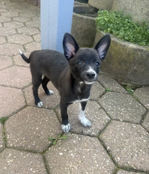 Chihuahua Mix Frodo sucht ein Zuhause 
