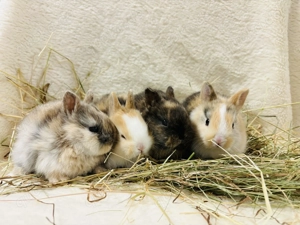 Zwergkaninchen Zwerghasen Farbenzwerge Babys