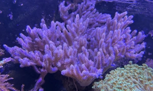 Sinularia Mollis Weichkoralle