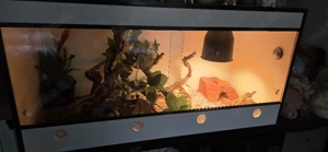 Leopardgecko mit Terrarium 