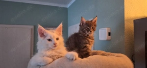 Maine Coon Kitten 