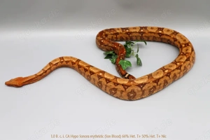 Wir geben ab aus eigener Nachzucht 2021