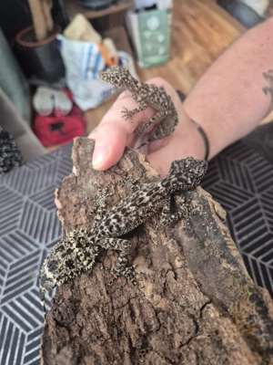 Phyllurus amnicola 1.1 (ready to breed)