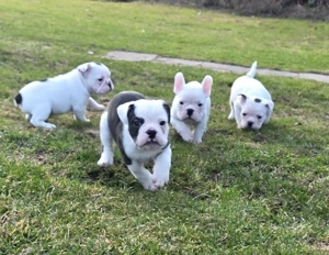  Dürfen ab sofort reserviert werden New English Bulldog 