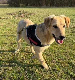 Bonny, geb. ca. 10 2025, lebt in bosnischem Tierheim und sucht ein Zuhause