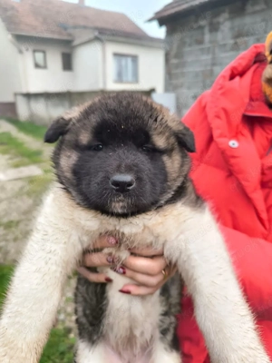 Reinrassige Amerikan Akita Welpe 