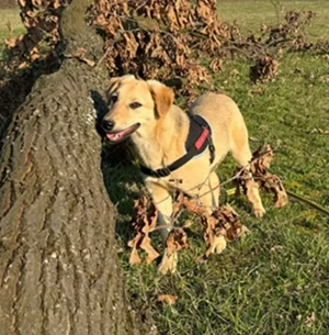 Bonny, geb. ca. 10 2025, lebt in bosnischem Tierheim und sucht ein Zuhause Bild 5