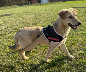 Bonny, geb. ca. 10 2025, lebt in bosnischem Tierheim und sucht ein Zuhause Bild 2