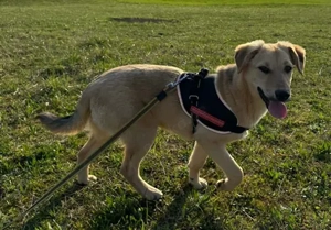 Bonny, geb. ca. 10 2025, lebt in bosnischem Tierheim und sucht ein Zuhause Bild 4