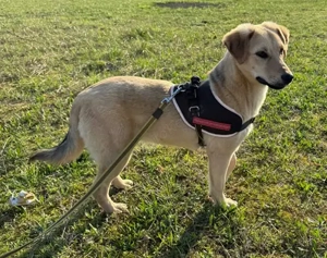 Bonny, geb. ca. 10 2025, lebt in bosnischem Tierheim und sucht ein Zuhause Bild 3