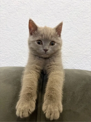 Liebevoller 3 Monate alter Kater sucht ein neues Zuhause