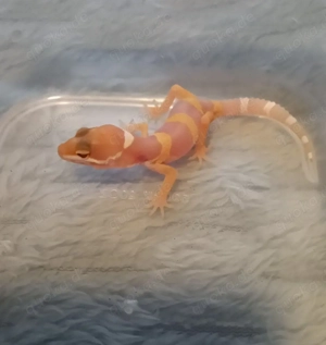4 Leopardgeckos 