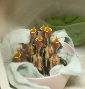 Wildvogel gefunden was tun? melden Sie sich hier !!!