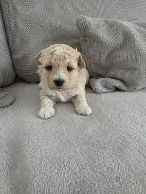 Maltipoo Welpen 