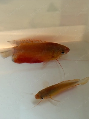 2x rote Trichogaster labiosa  ( Dicklippen Gurami ) 