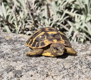 Griechische Landschildkröten Testudo Hermanni TH