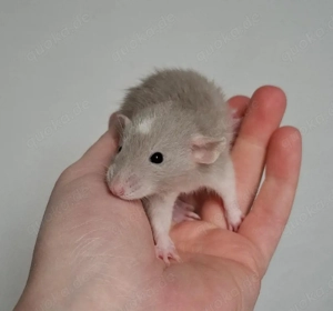 Farbratten Männchen aus liebevoller Hobbyzucht bald abzugeben! Handgewöhnt und Sozialisiert!