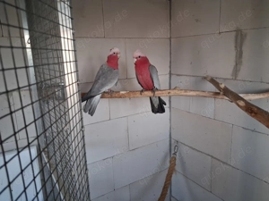 Rosakakadus abzugeben 