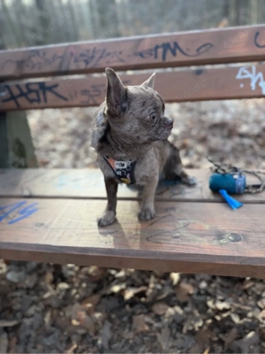 Chihuahua Bubi sucht 