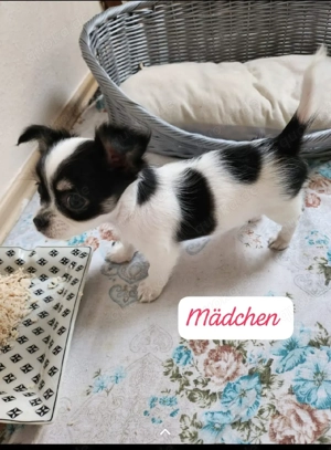 reinrassiger Chihuahua-Welpe 