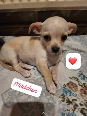 Reinrassiger Chihuahua-Welpe 