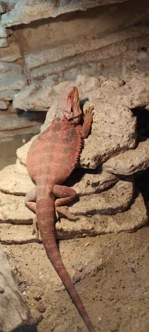 Pogona vitticeps, red monster, farb Bartagamen