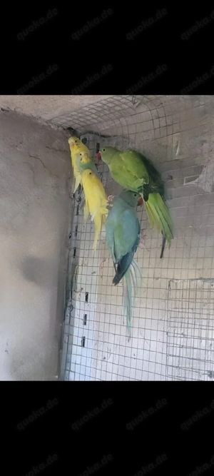 halsbandsittich pärchen von 2025