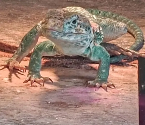 Halsbandleguan (Crotaphytus collaris collaris)  